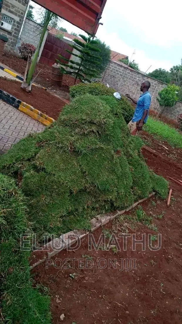 Kikuyu Grass Carpet Installation