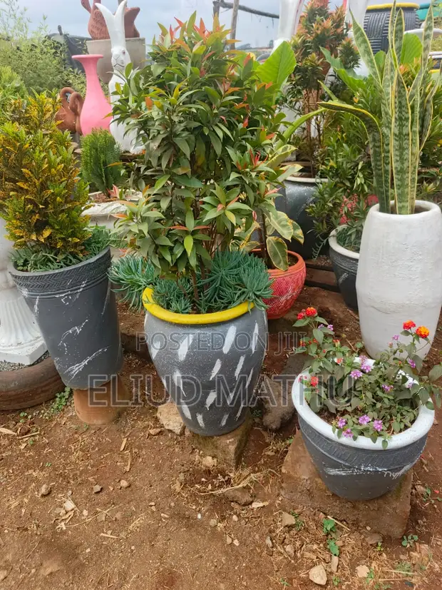 Flower Pot With the Plant