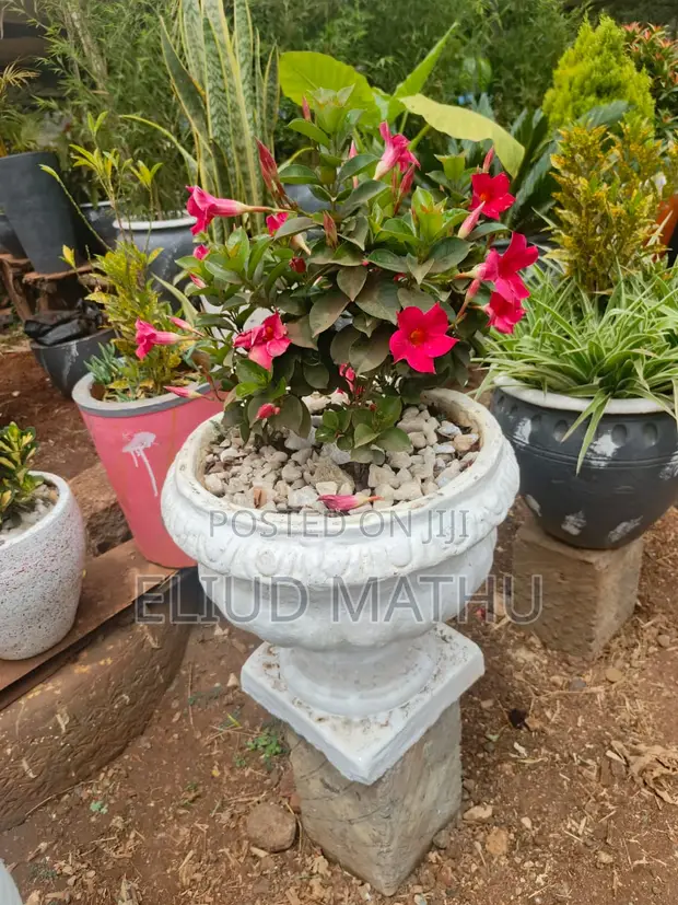 Pot With Its Flower