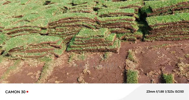 Fresh Grass Rolls Installation