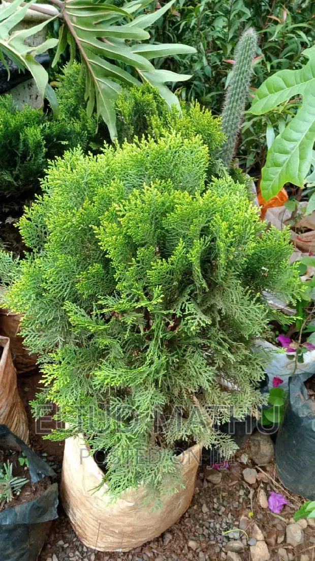 Northern White-Cedar, Eastern White-Cedar, or Arborvitae