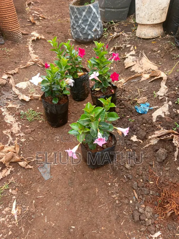 Madvilla Flower Plant