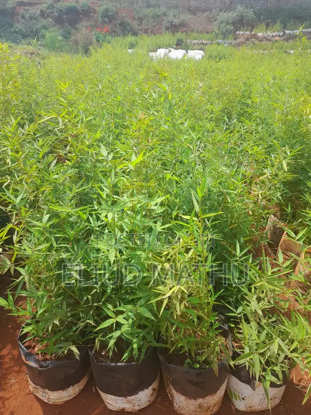 Fargesia Bamboo Plant