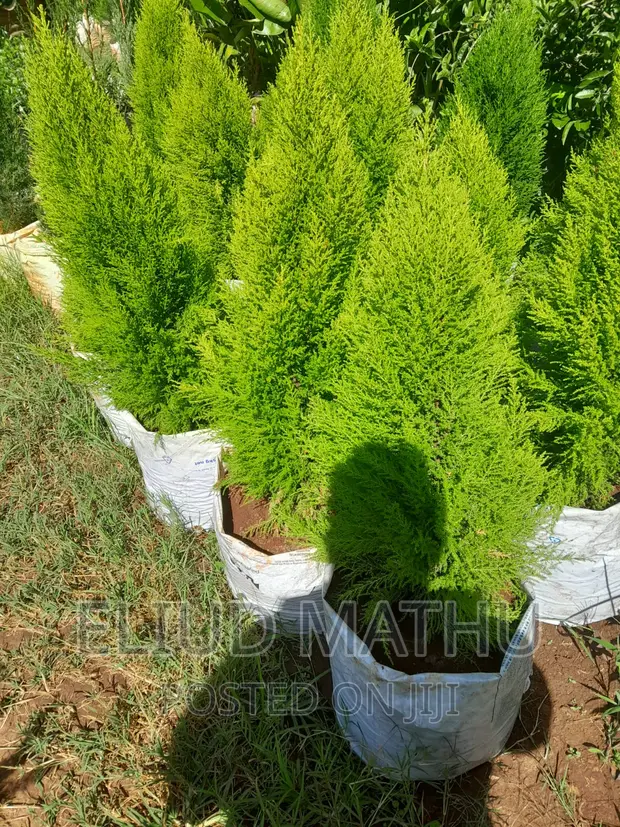 Ornamental Cyprus Plant