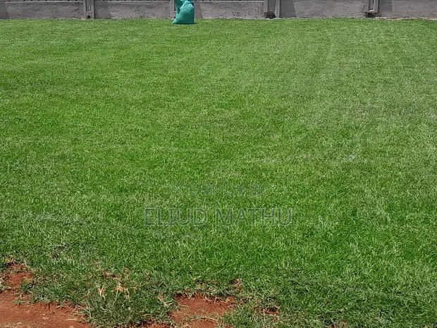 Kikuyu Grass 50 Kg Sack