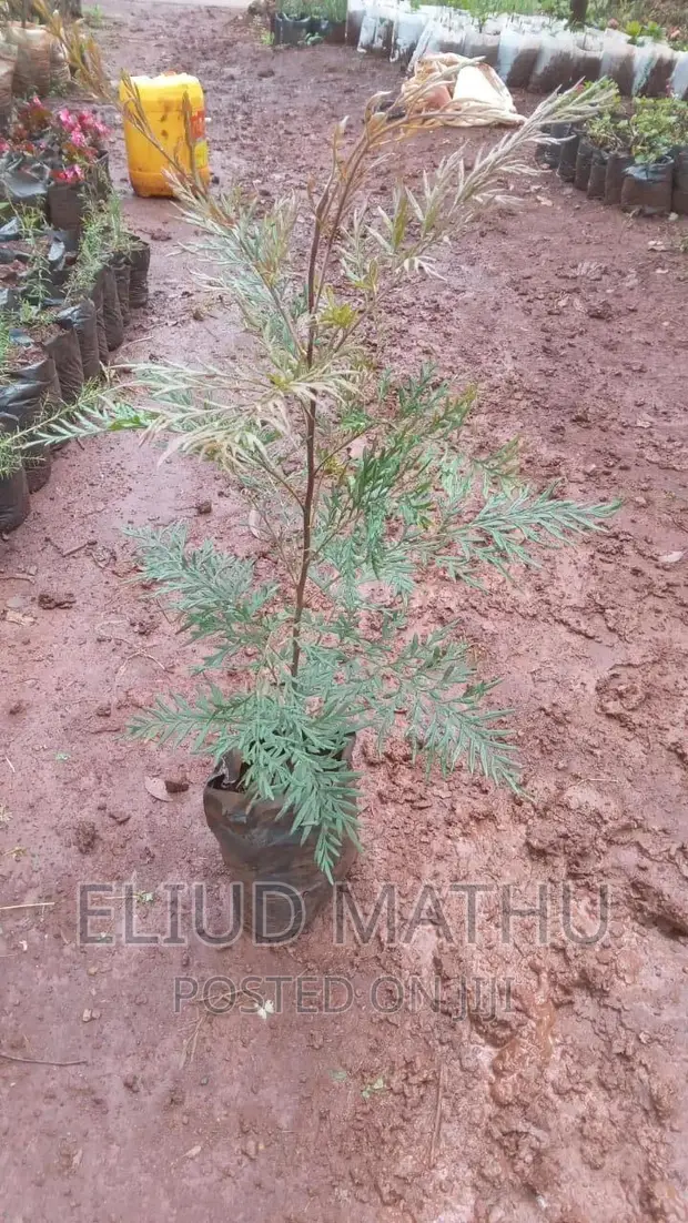 Grevillea Robusta - Forestry