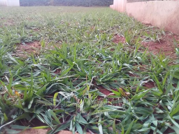 Paspalum Grass